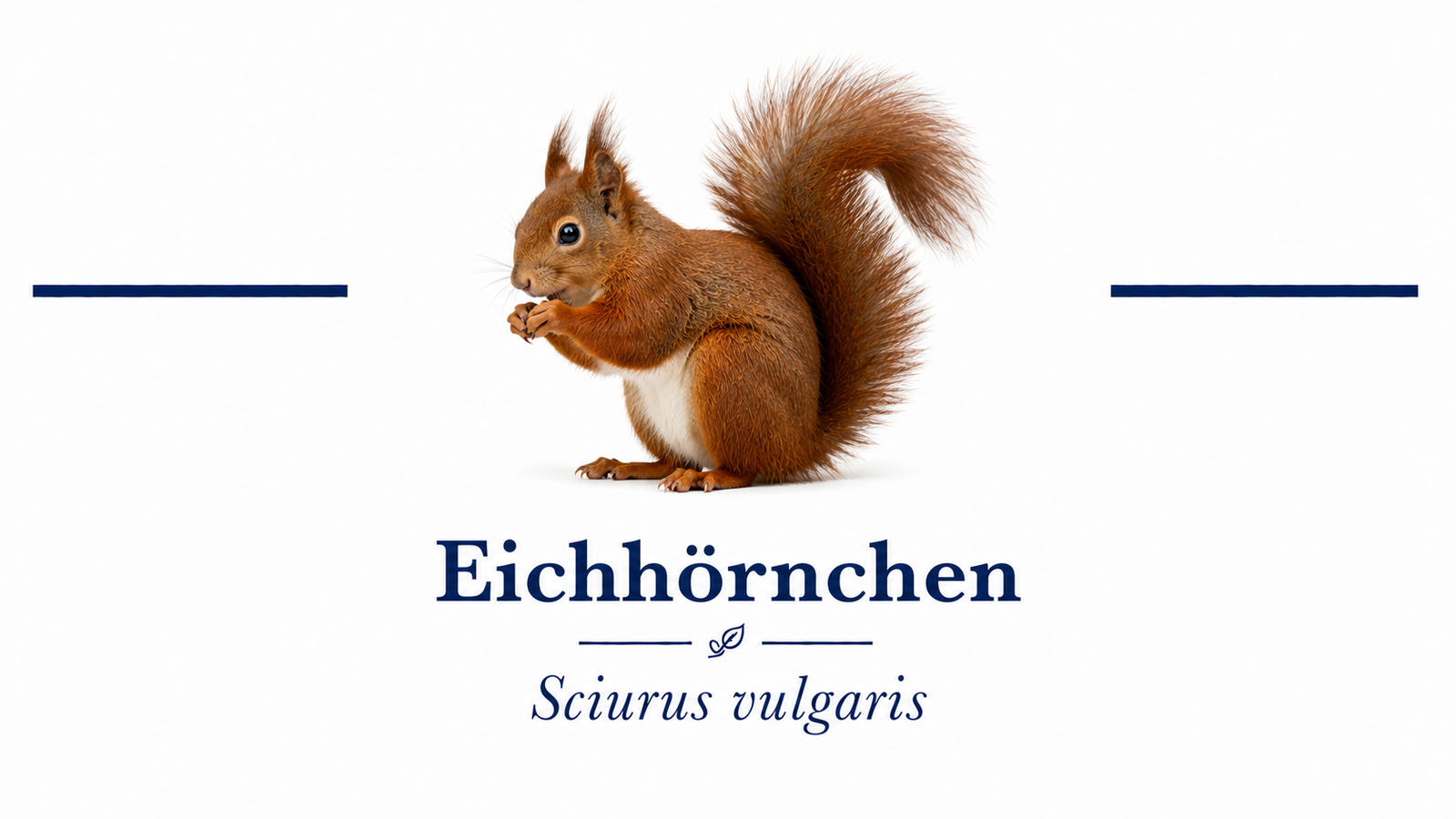 Eichhörnchen