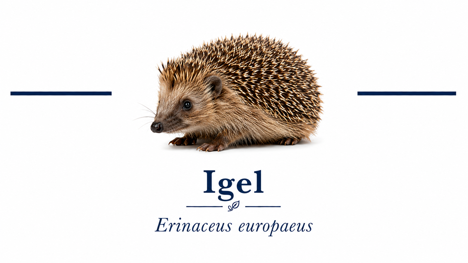 Igel