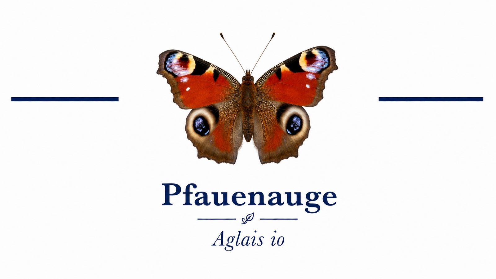Pfauenauge