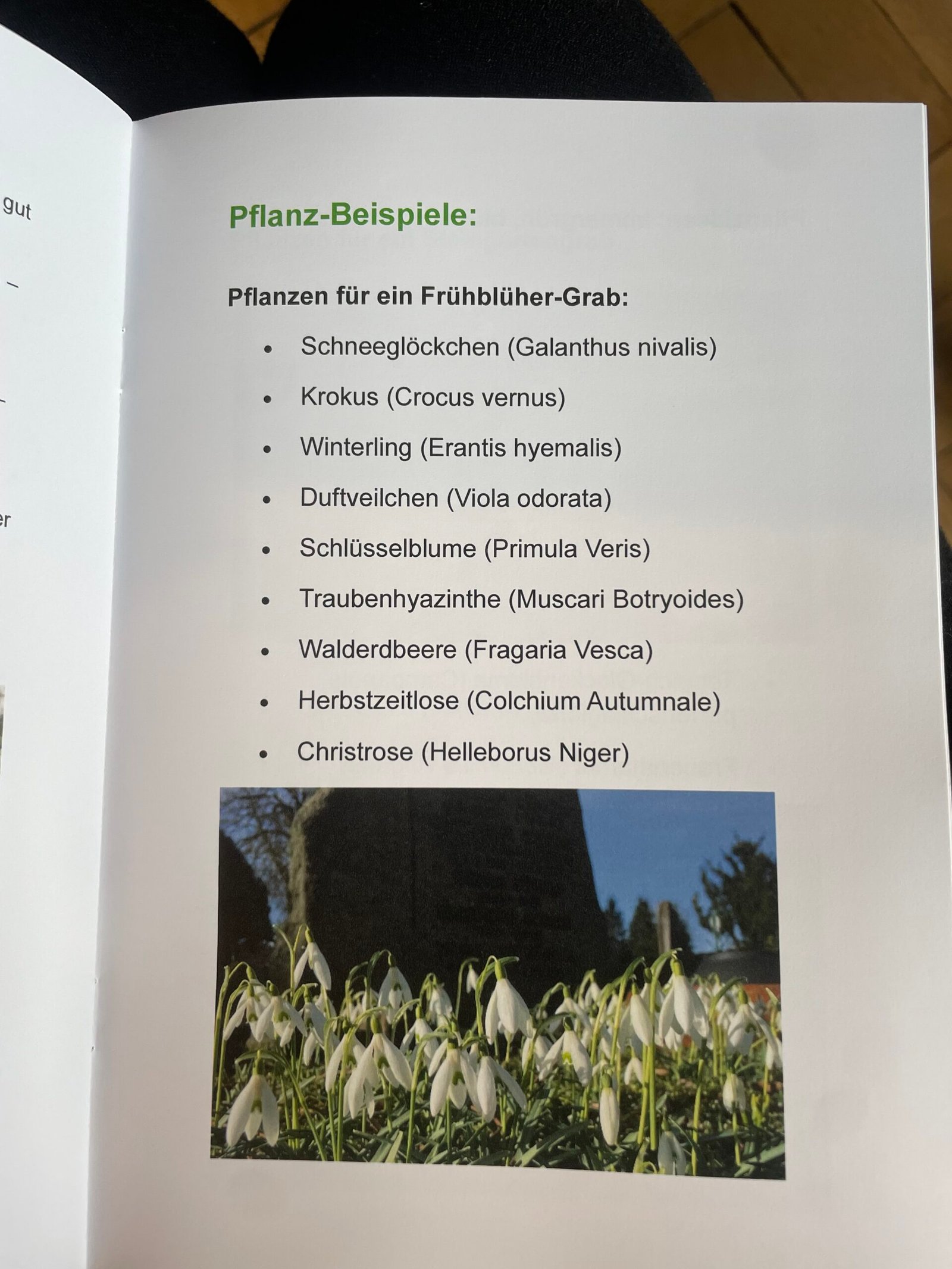 Broschüre „Blumenbunt statt Friedhofsgrau“ – Bild 3