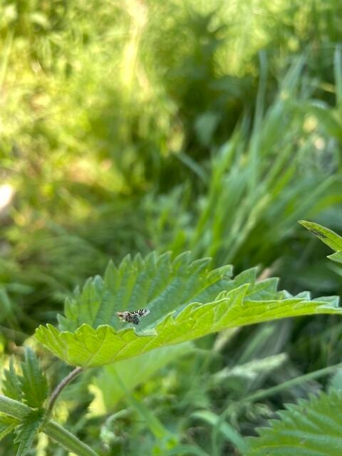 D Garten voller Tiere
