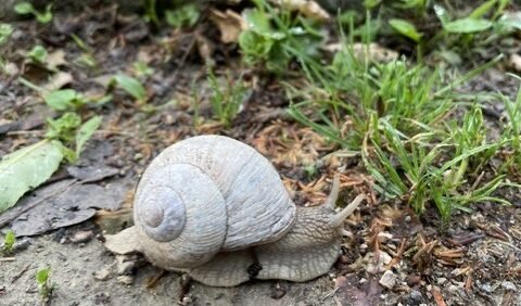 Schnecke