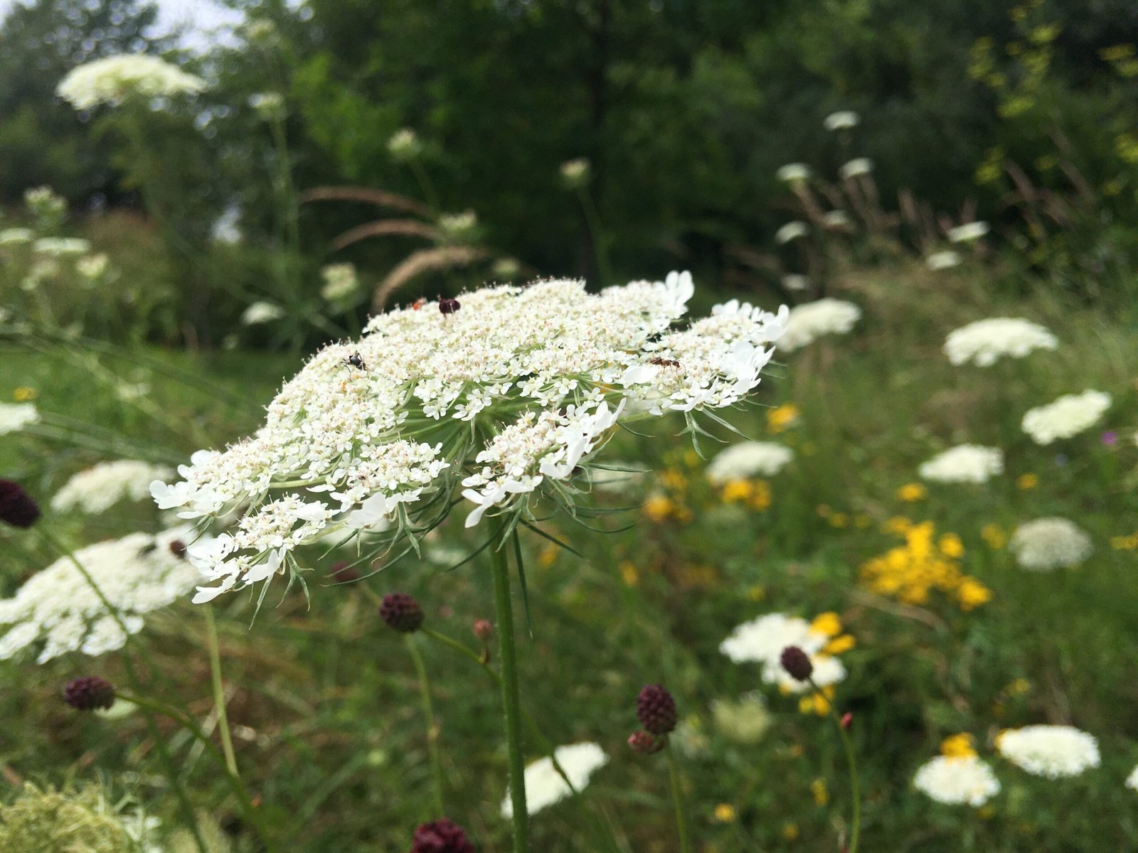 Blumenwiese mit Wiesenknopf und weißen Doldenblüten