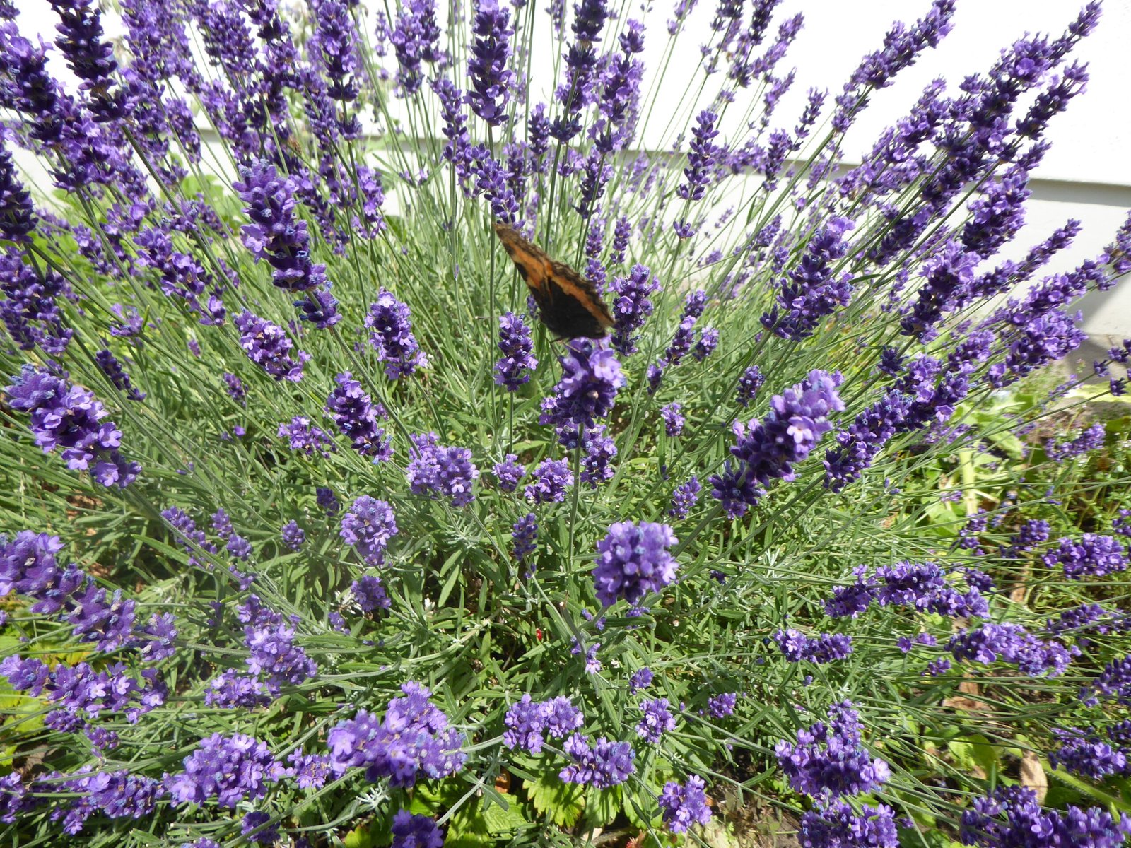Schmetterling zwischen violetten Lavendelblüten