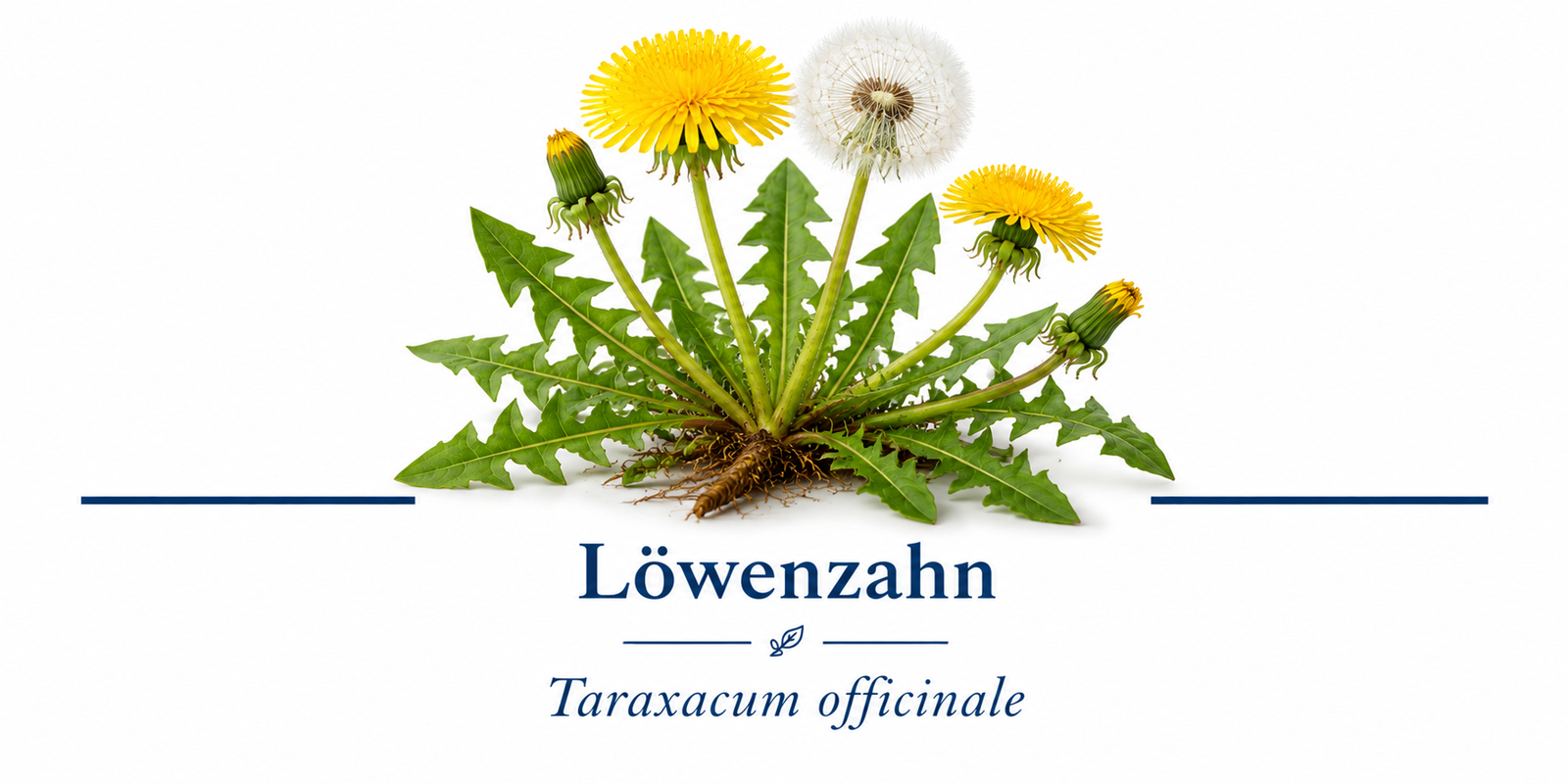 Botanische Tafel mit Löwenzahn