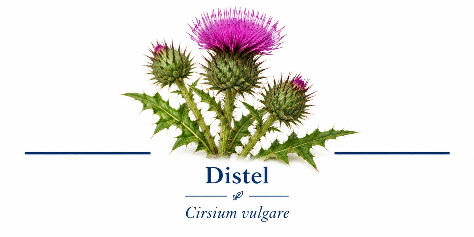 Botanischer Distel-Druck mit Beschriftung