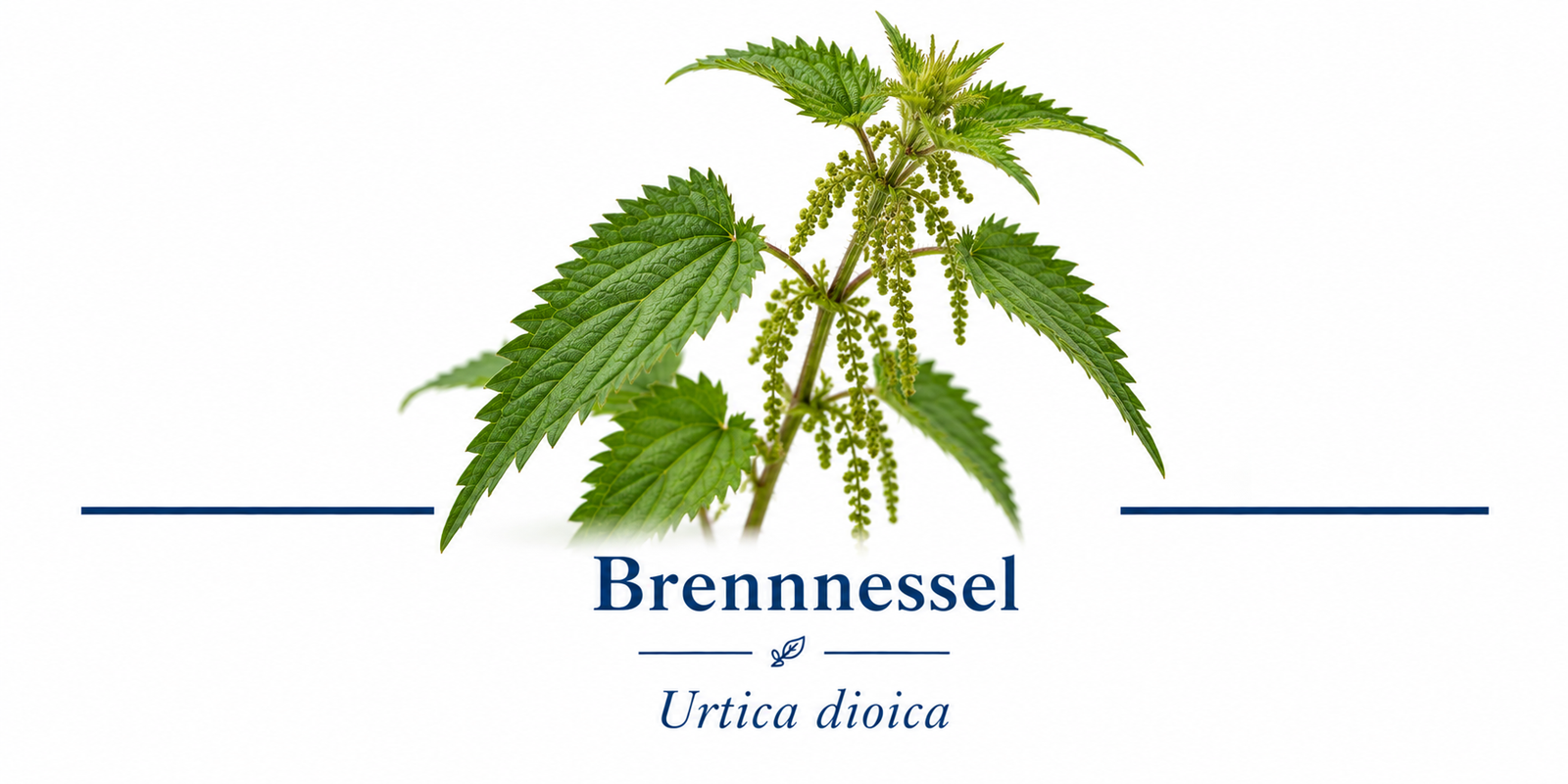 Brennnessel – Botanische Tafel (1)