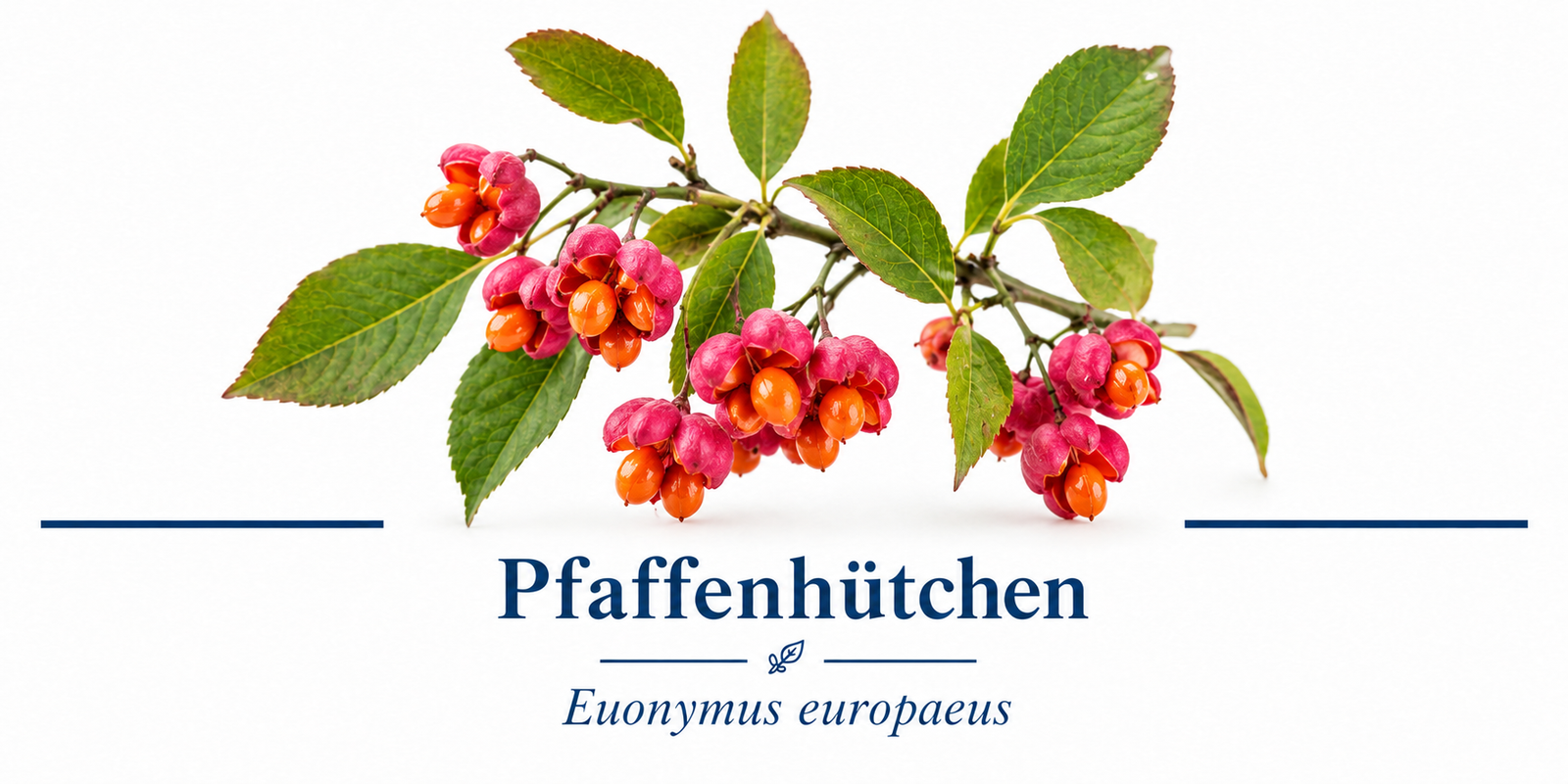 Pfaffenhütchen mit leuchtenden Samen