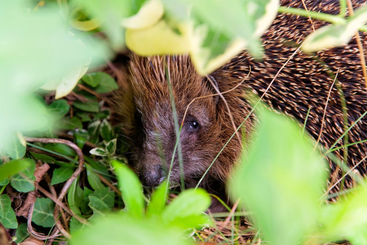 1 Igel 3399_DxO