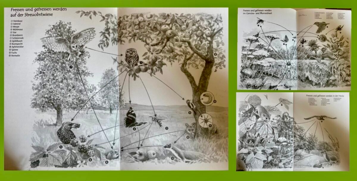 Nahrungsnetze Buch des Monats (5)