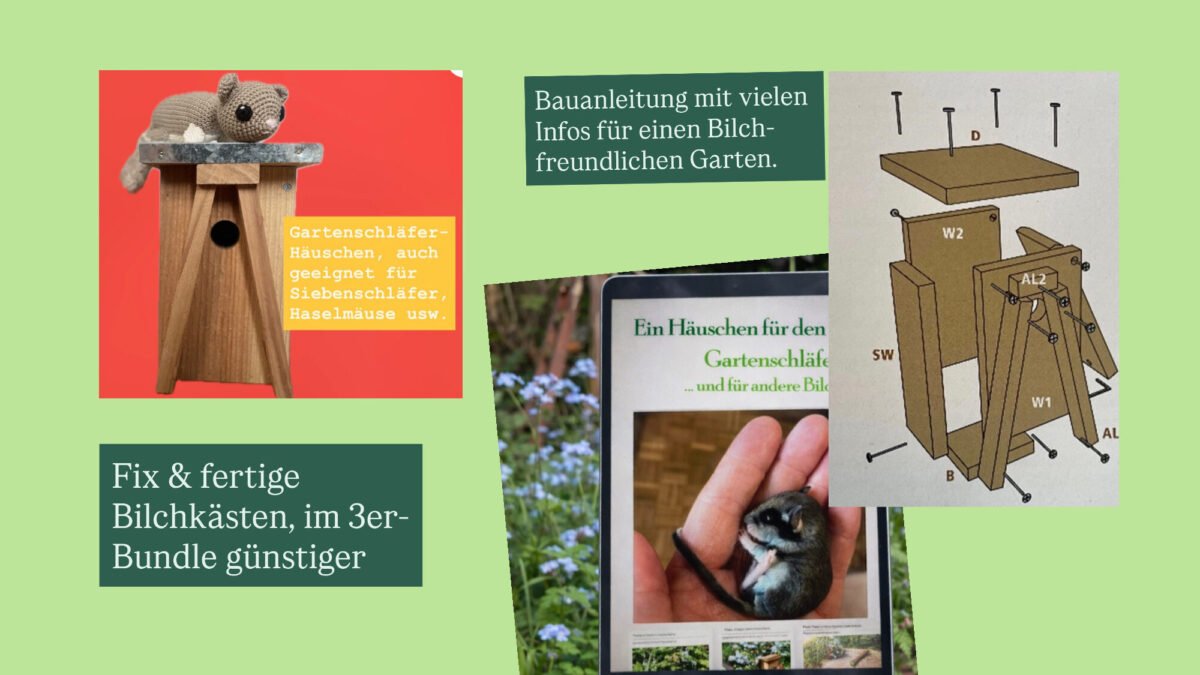 Bauplan Gartenschläfer