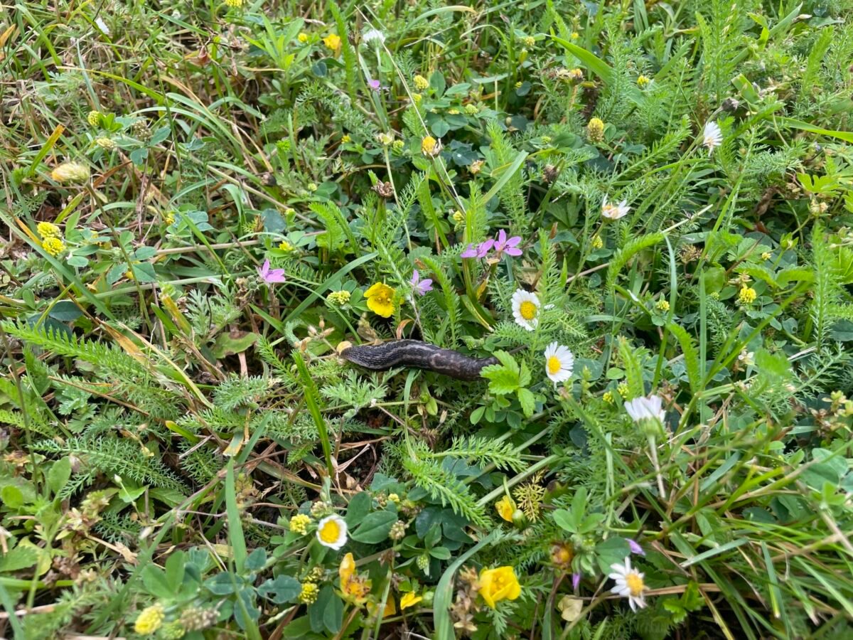 image00015