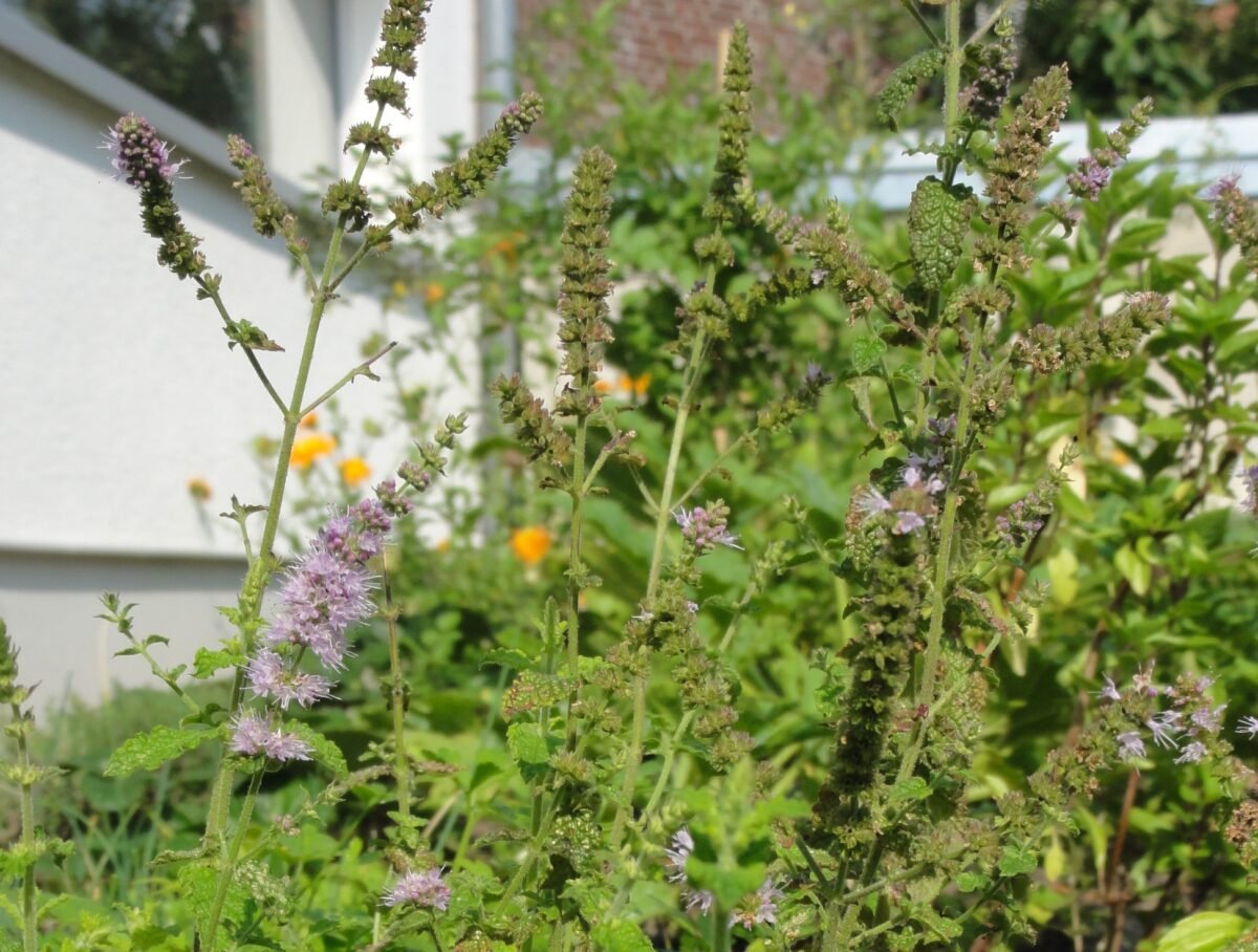 MeinGartenmehrArten Beete (5)