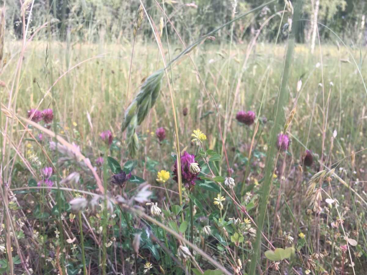 Münster Lauheide Waldfriedhof Mai Senke Feuchtwiese Fläche Zwischenfläche Gräser Wildblumen Insekten (4)