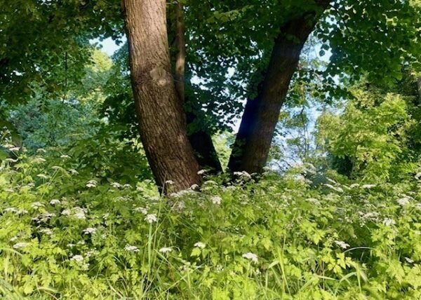 Baum mit Busch