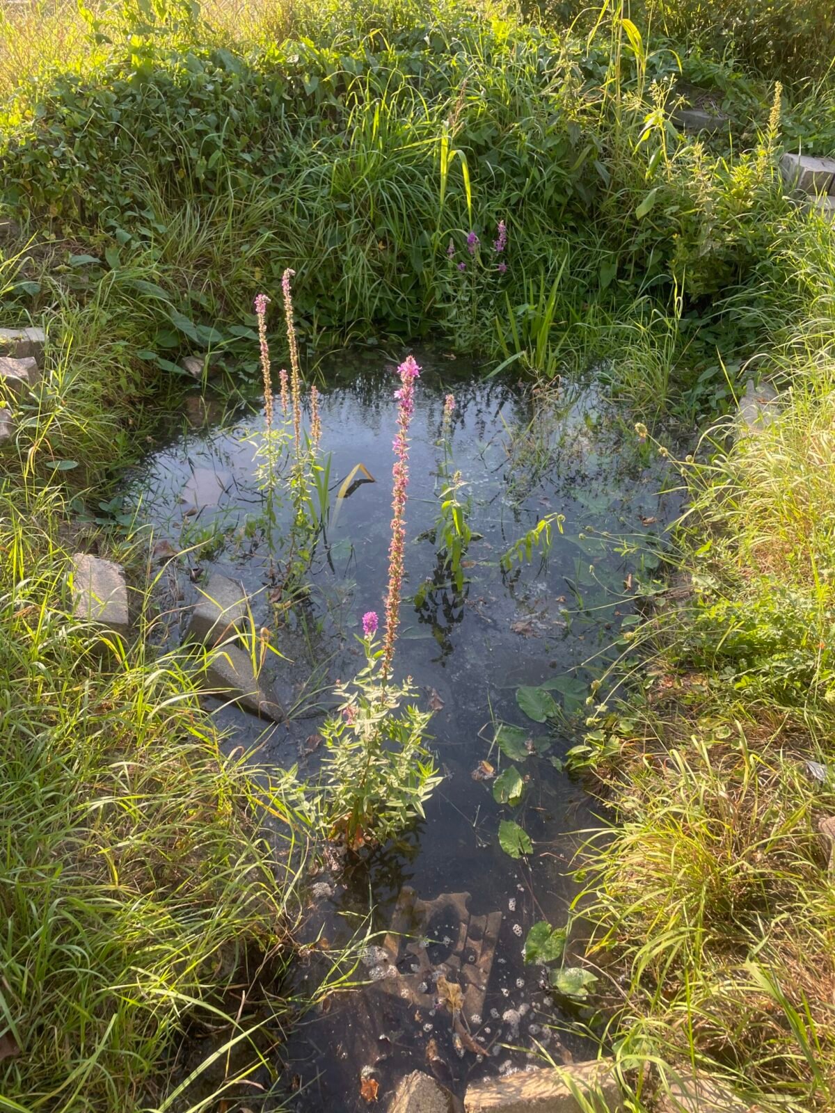 Regenbeet - Blutweiderich