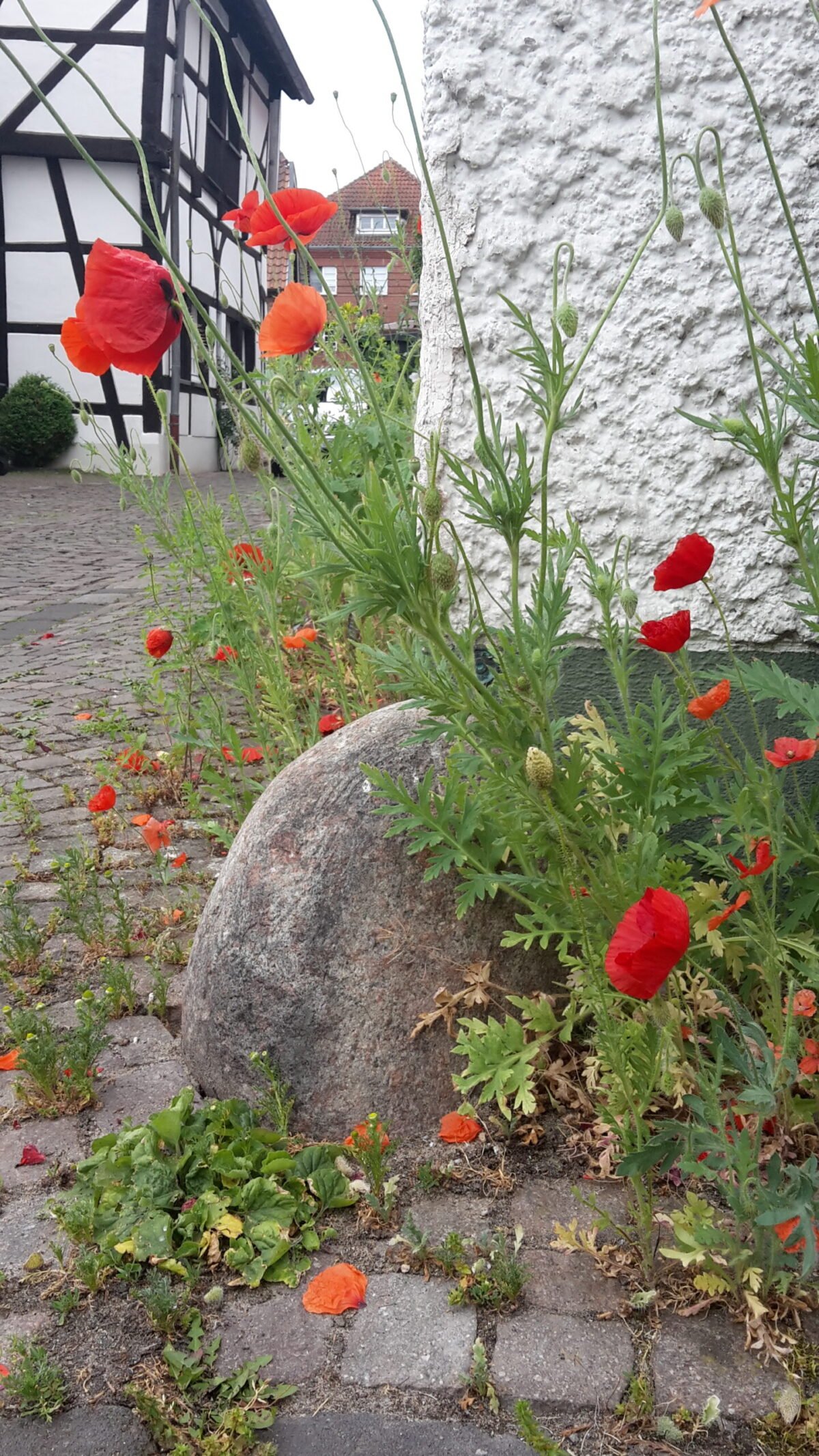 Reisende Pflanzen Sigrid Tinz Mohn bildet Kapseln, die den Samen via Wind weit herausstreuen können, so wächst er dann auch in der kleinste Fuge (1)