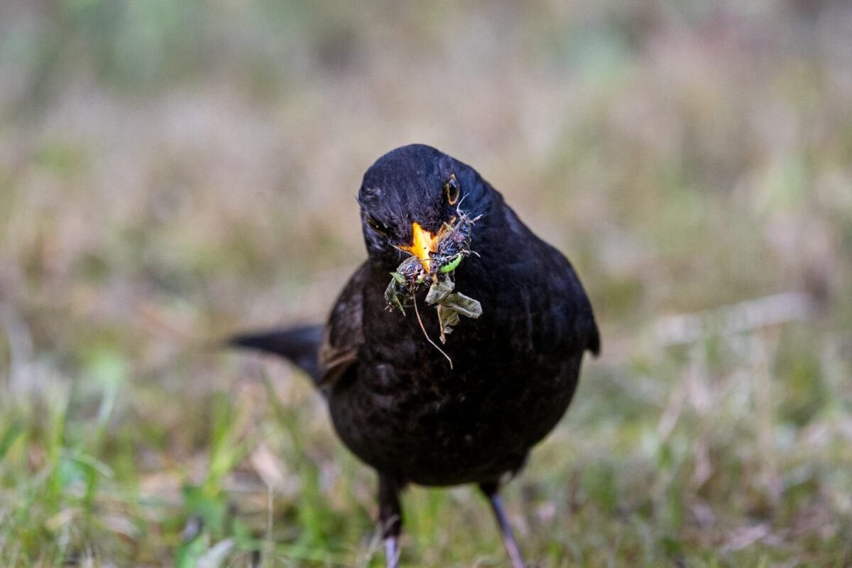 AMsel