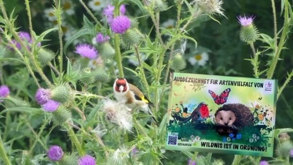 Distelfink und Wildnisschild