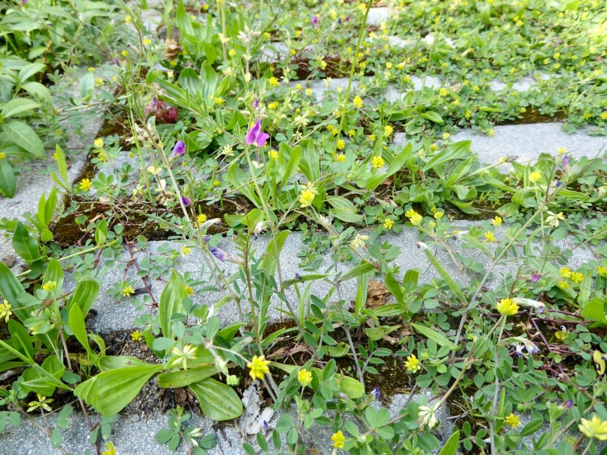Patchwork Wege_Hecken_Säume (29)