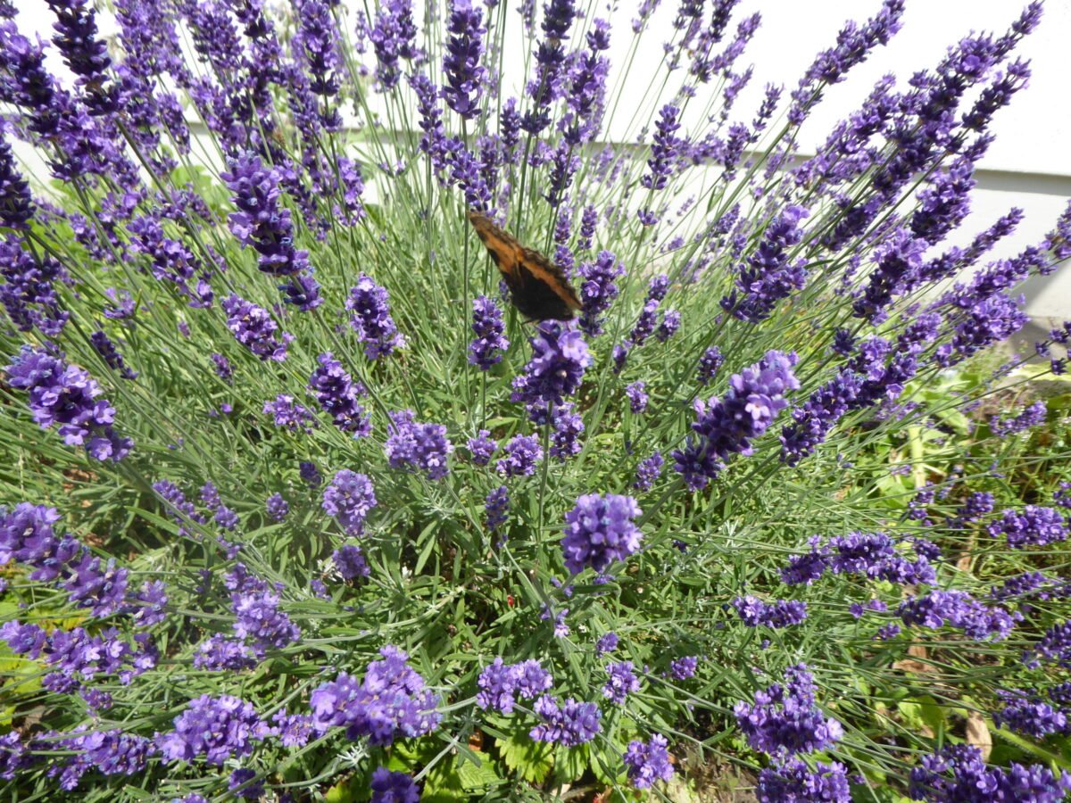 Sigrid Tinz Schmetterlinge - in die kleinen Lavendelblüten kommen die Schmetterlingen mit ihren Rüssel gut rein